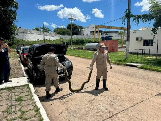 Motorista encontra baita sucuri no motor do carro