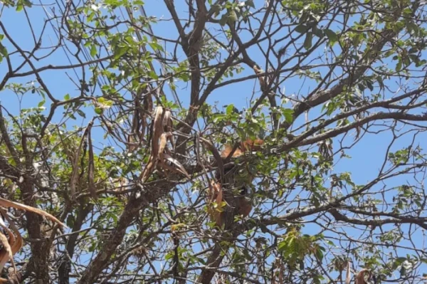 Tamanduá-mirim resgatado pelo IAT em Campo Mourão é solto na natureza