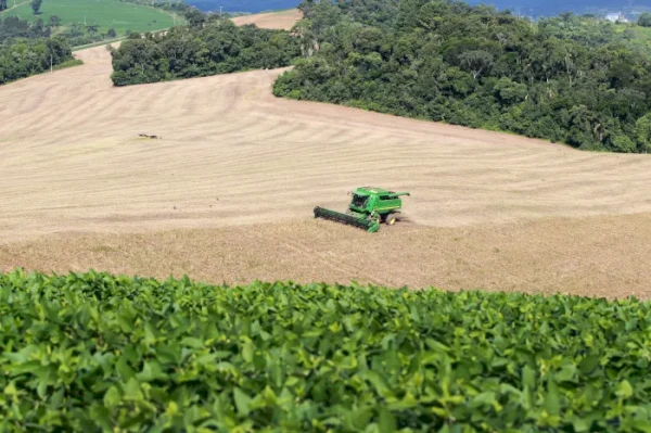 Área semeada e bom clima mantêm expectativa de safra recorde para o feijão no Paraná