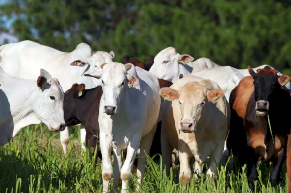 Boletim analisa variação do preço da arroba bovina e as frutas importadas de Natal