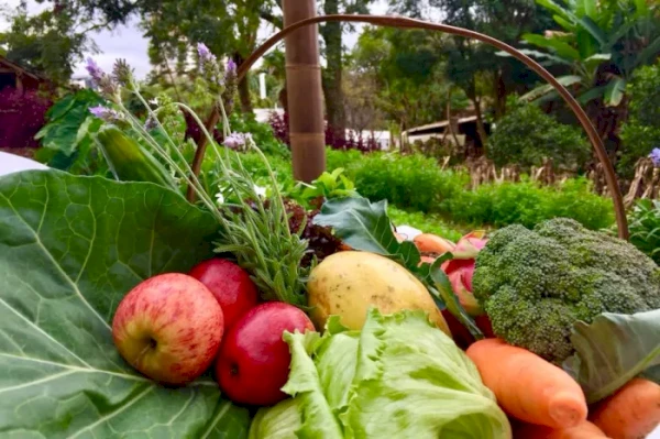 Com foco na sustentabilidade, Paraná divulga novo plano de segurança alimentar